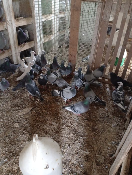 Gołębie pocztowe sprzedam