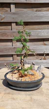 Drzewko Bonsai ogród taras