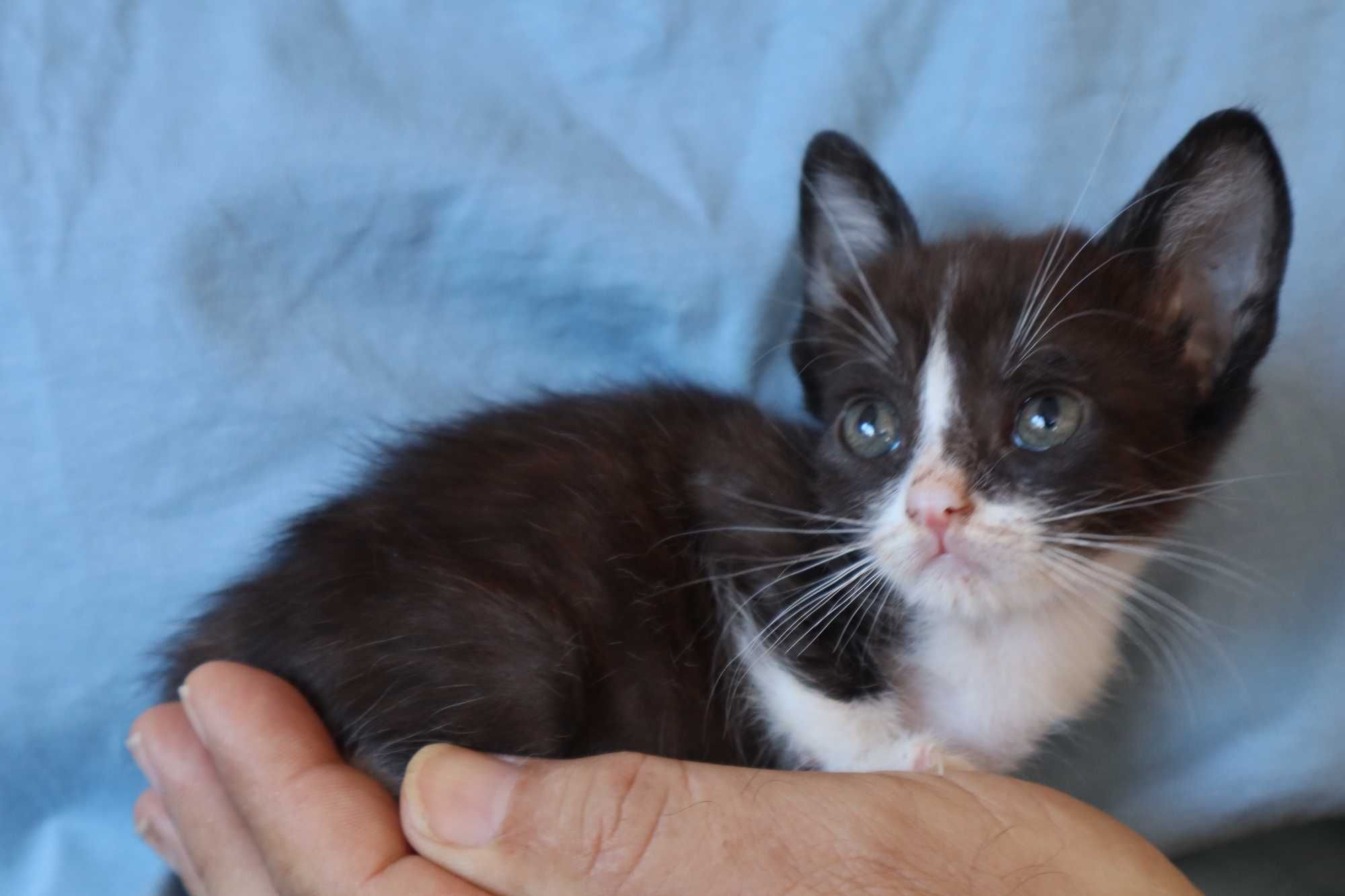 5 Gatinhos para Adoção Responsável – Tavira (Algarve)