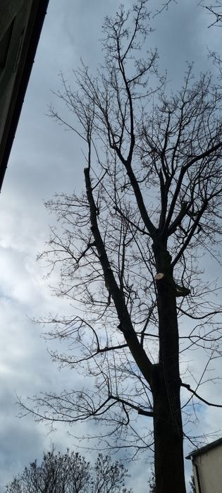 Drzewo drewno liściaste Wodzierady Lutomiersk Włodzimierz Chorzeszów