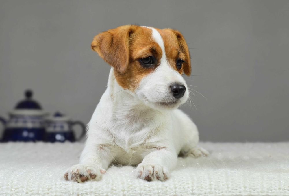 YASMIN – rasowy Jack Russell Terrier, suczka, rodowód ZKwP/FCI