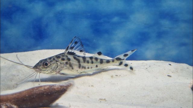 Pimelodus pictus Mandi mały