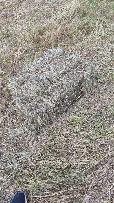 Kostki siana tegoroczne