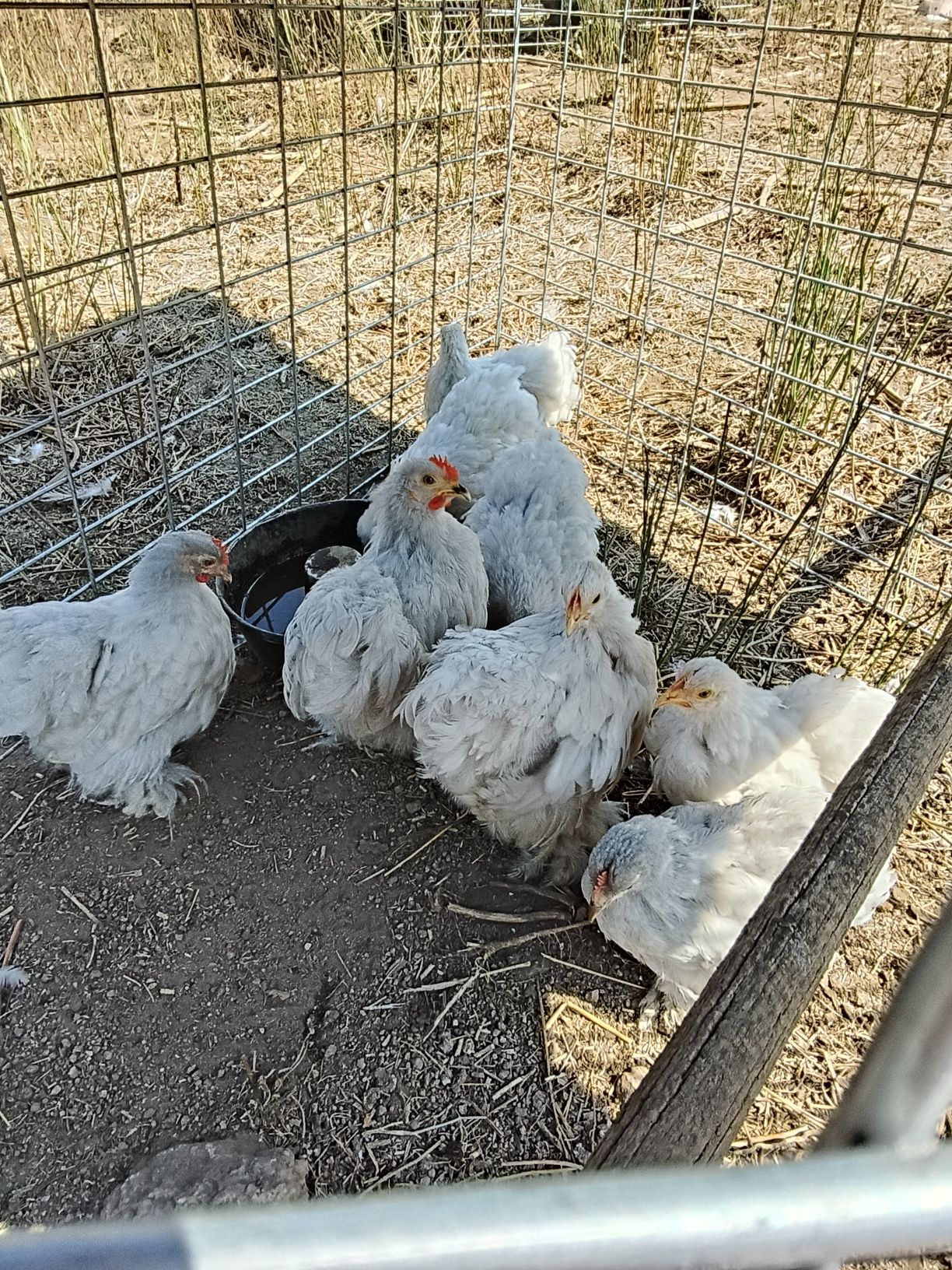 Pekins lavanda novos