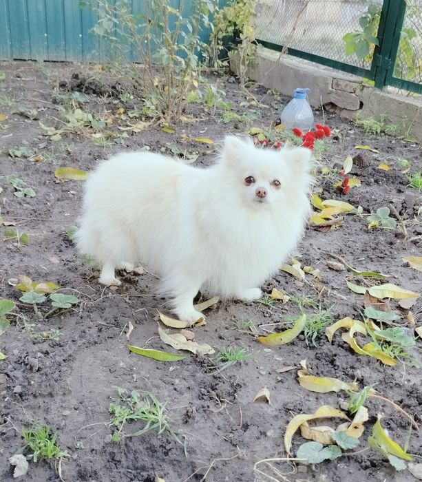 Доросла дівчинка шпіц