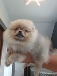 *Pomeranian XS typ misia Piesek ARCZI*