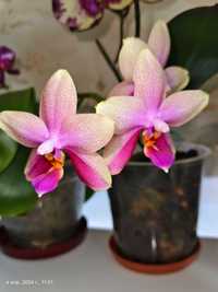 Домашня орхідея Ліодоро орхидея лиодоро