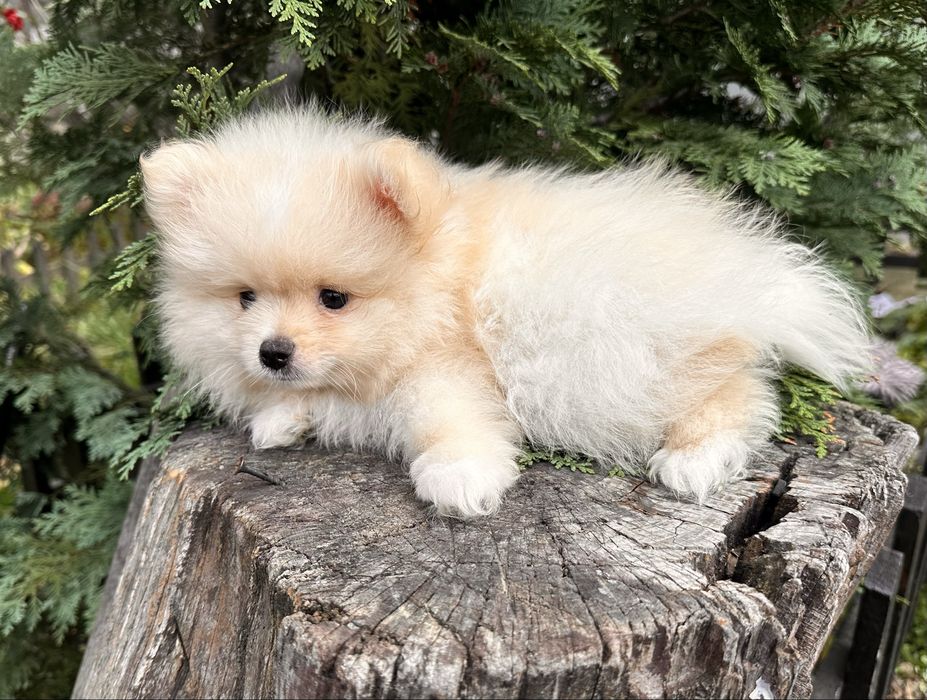 Продаем щенка померанского шпица, мальчик 1,5 месяца