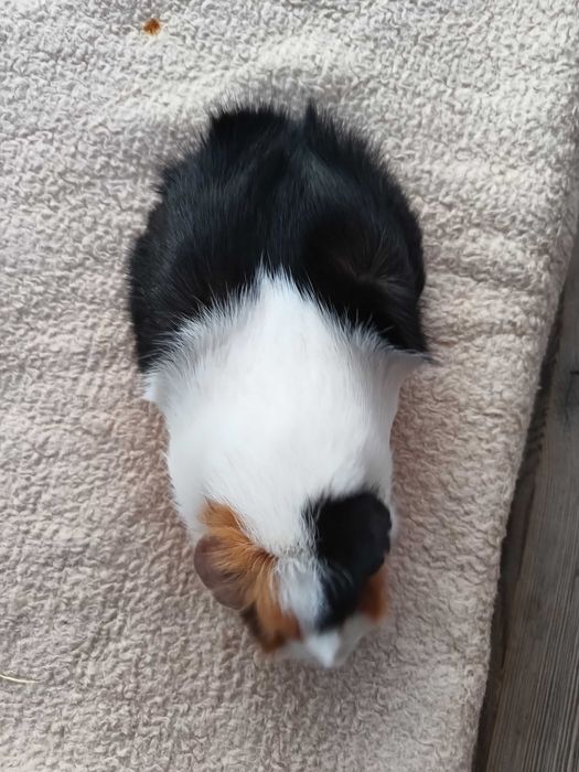 Świnki morskie szukają nowego domku