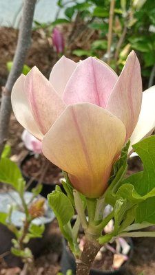 Рододендрон Магнолія Грандіфлора Церцис Гібіскус Роза Пион