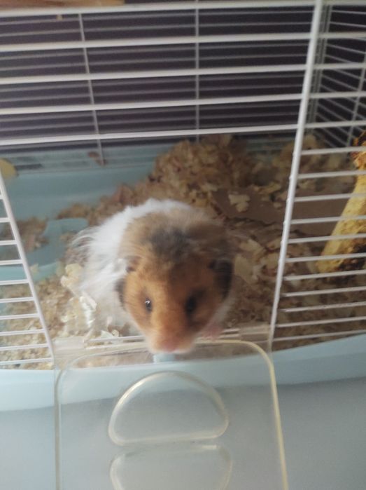 Sprzedam homiki syryjskie