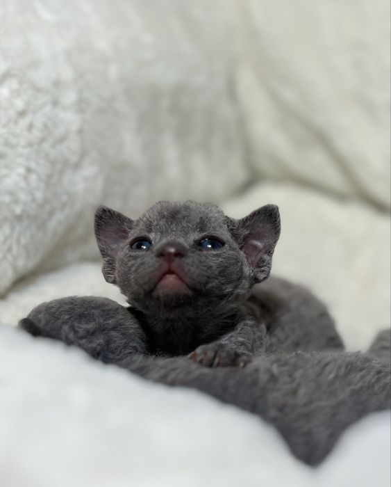 Kocur Devon Rex rodowód FPL
