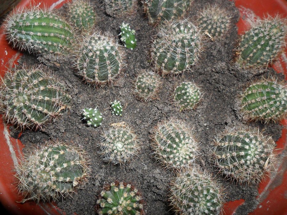 Цветущий коллекционный кактус. Цветочные часы.