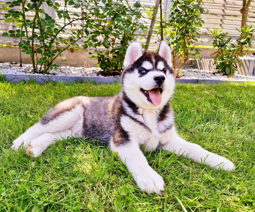 Niebieskooki szczeniak Siberian Husky międzynarodowy rodowod FCI ZKwP