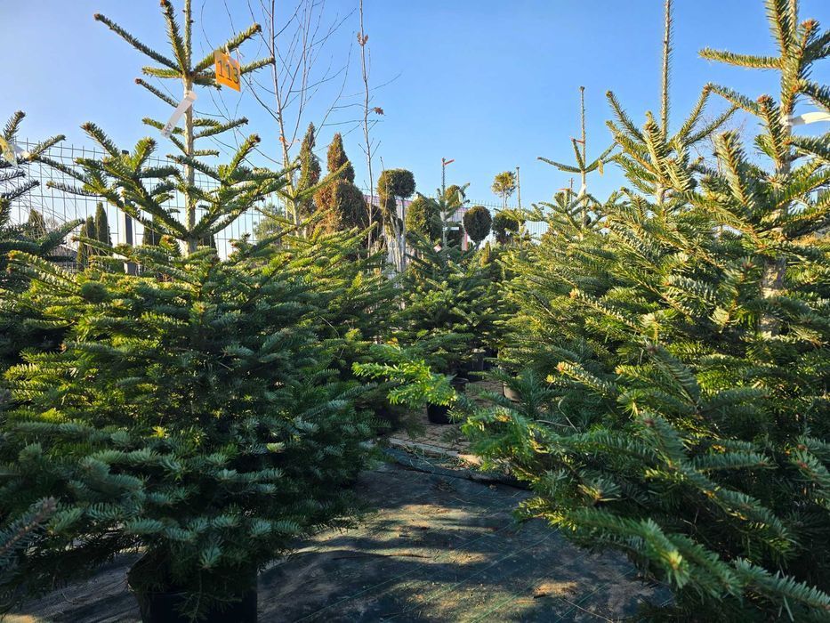 Choinki świąteczne Świerk w donicach 20-35L dostawa Świętokrzyskie HIT