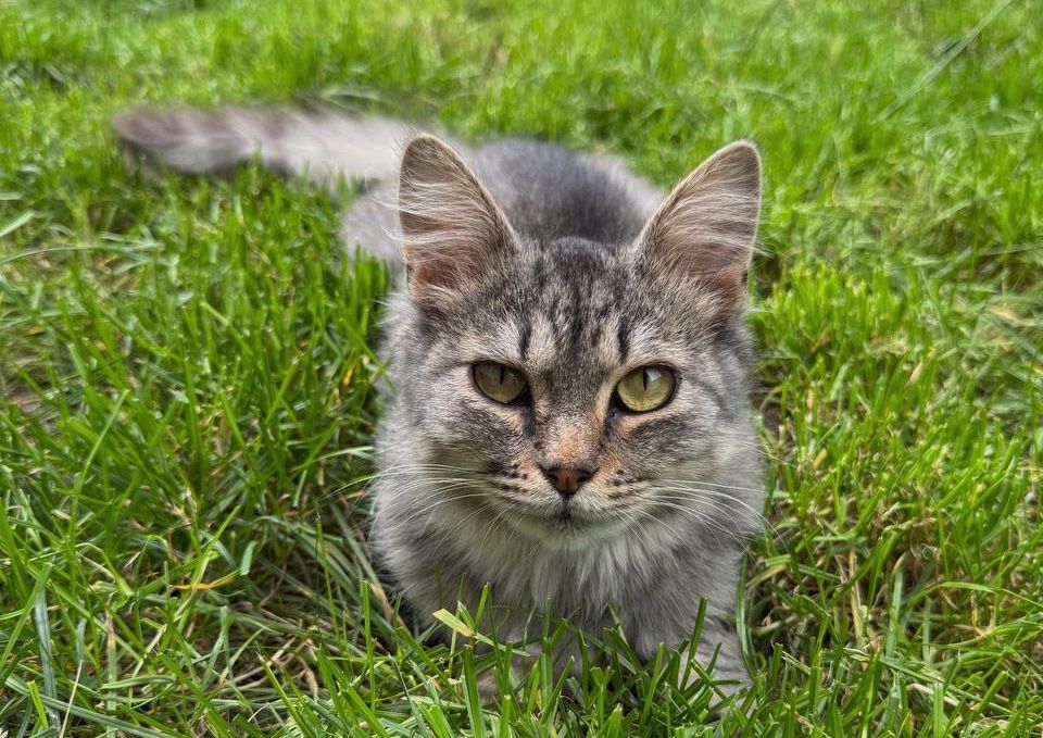 Котик Лютик шукає сімʼю