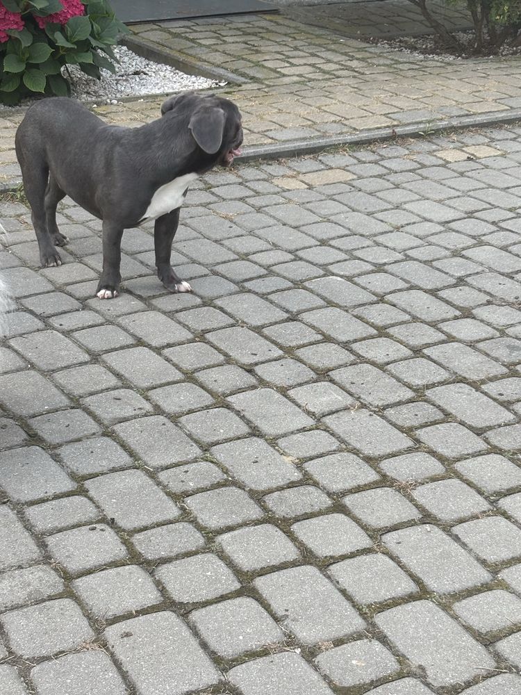 Buldog francuski szczenie