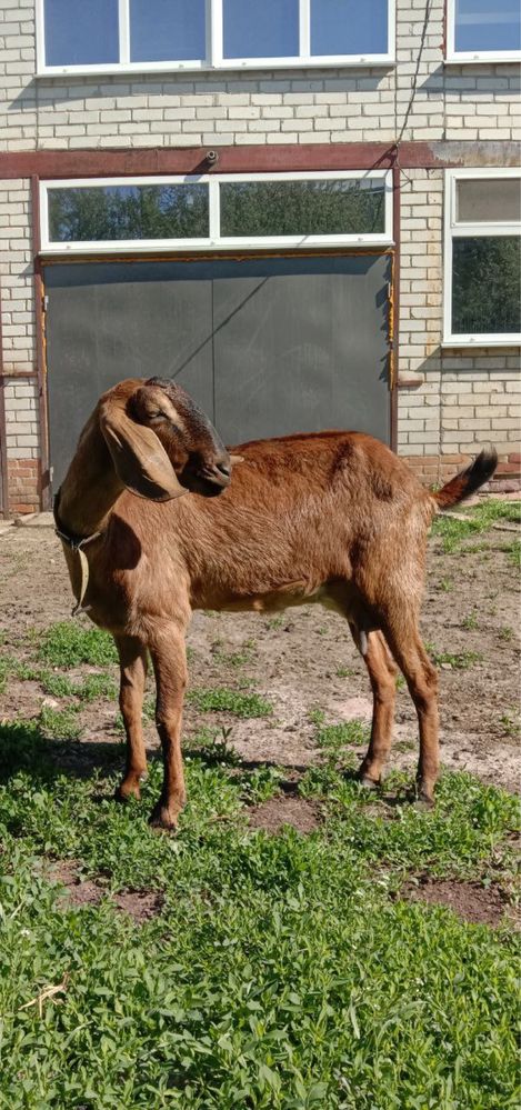 Продам козу нубийку