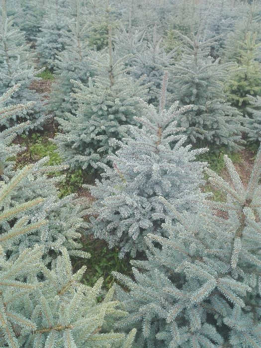 Tuja szmaragd,brabanta do 250cm, gęste, SADZIMY,Świerk serbski,srebrny