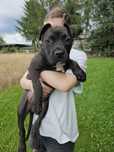 Amstaff Szczenię American Staffordshire Czarna Black Suczka
