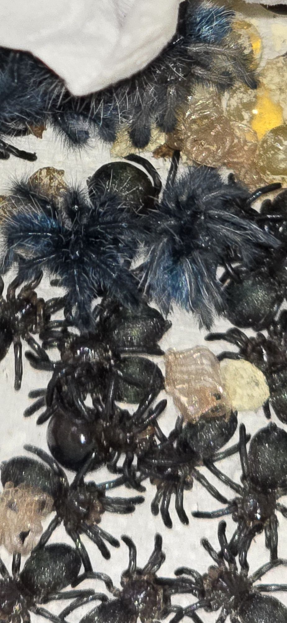 Caribena versicolor l1 ptasznik
