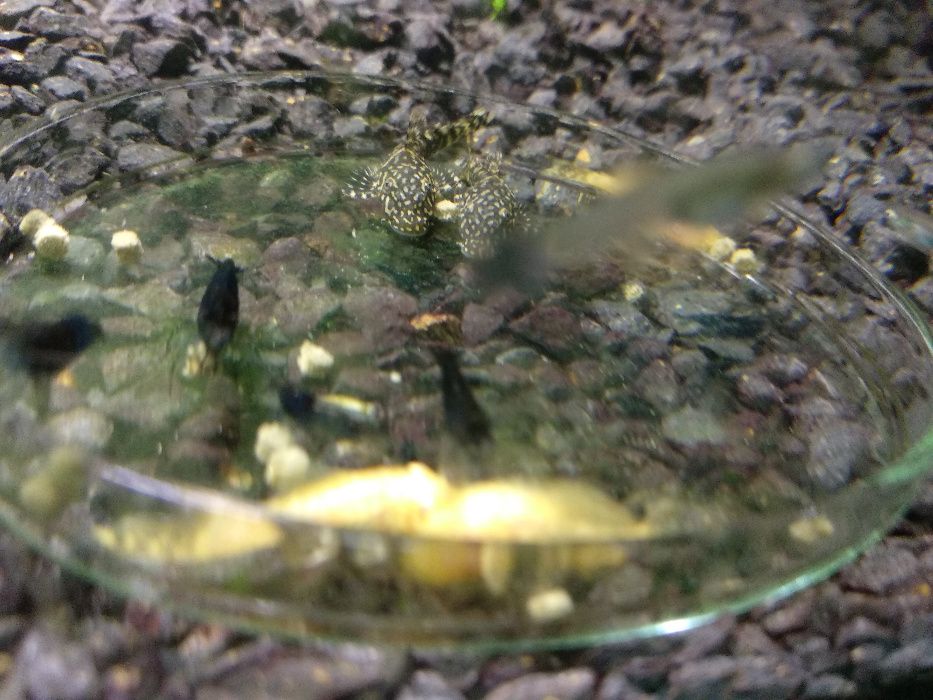 Glonojad - zbrojnik niebieski, Katowice 1000-lecie