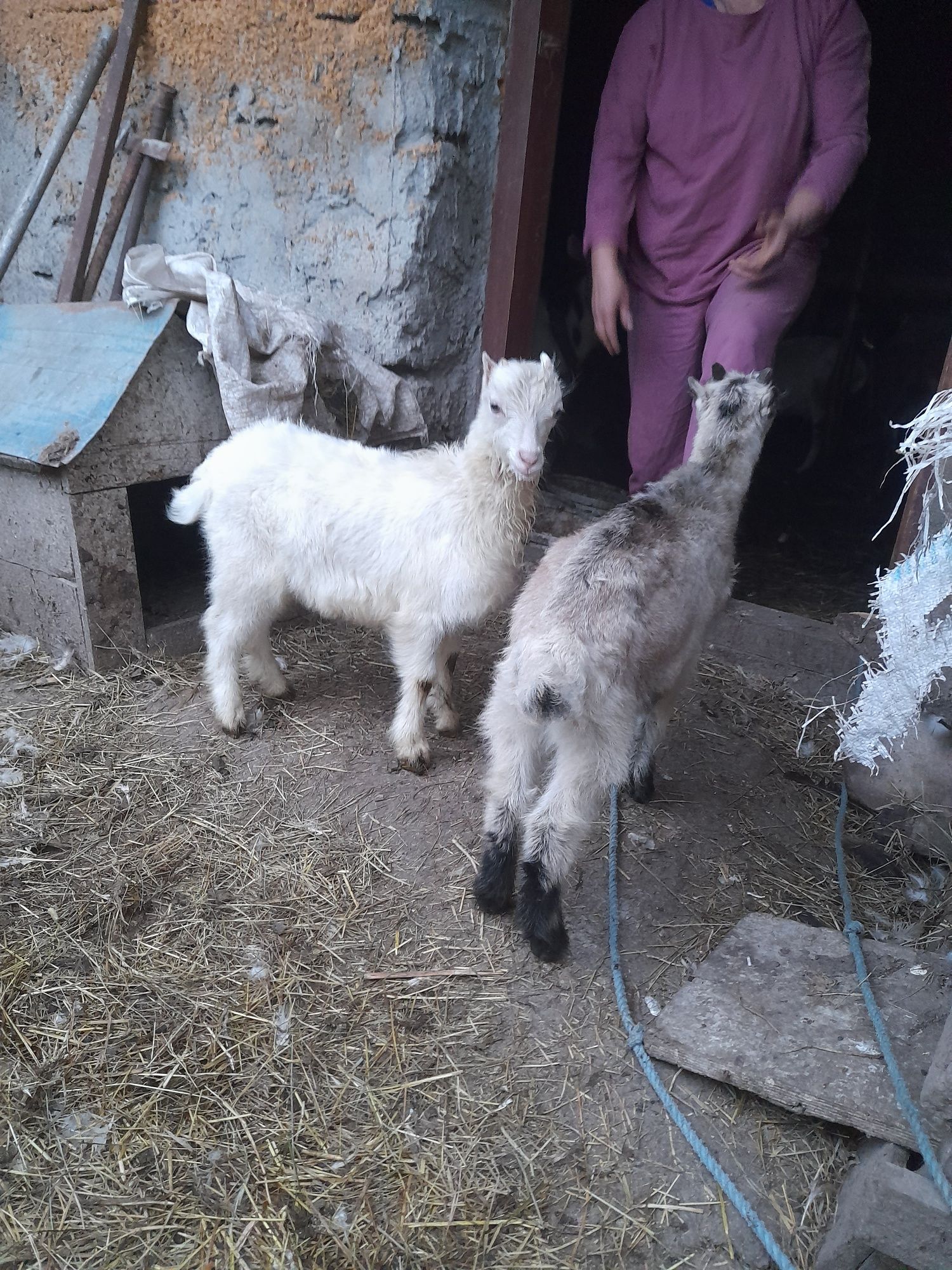 Продам.козичку.іцапка.ламанчі.