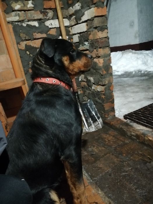 Цуценята ротвейлера