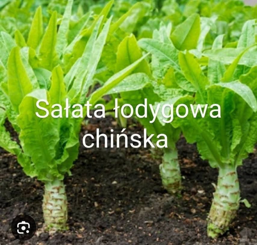 Mix Sałata  Cykoria Mizuna Endywia 30 gat  nasiona