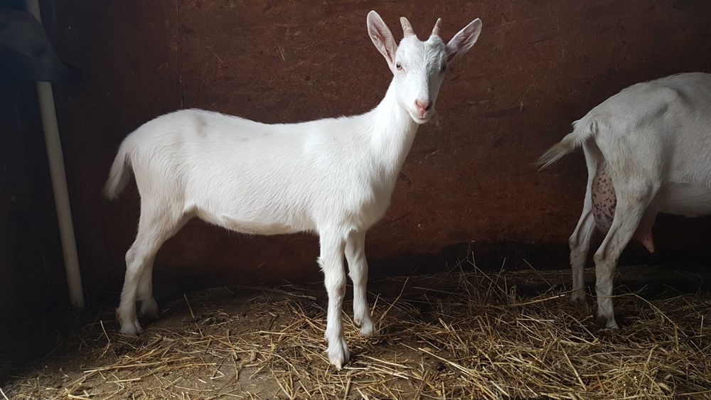 Kózka Saaneńska 100%