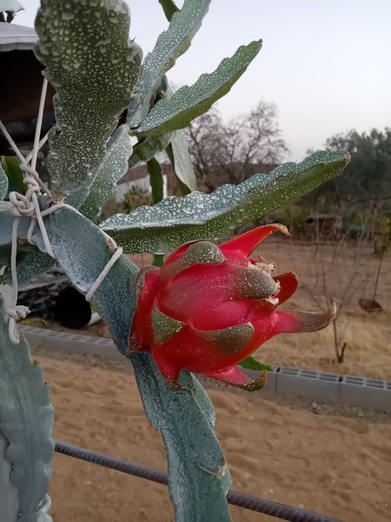 Pitayas , plantas para produção / colecção
