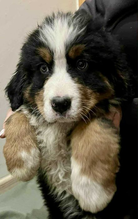 Berneński Pies Pasterski