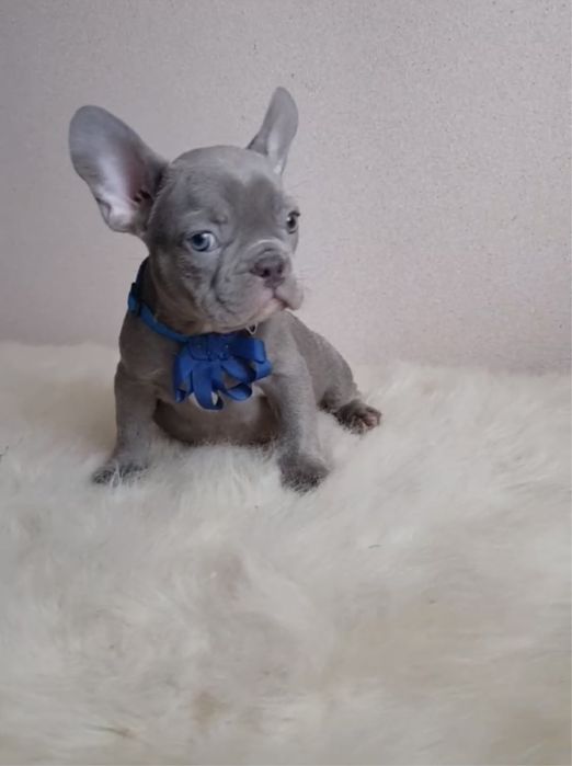 Голубой мини французик голубоглазый