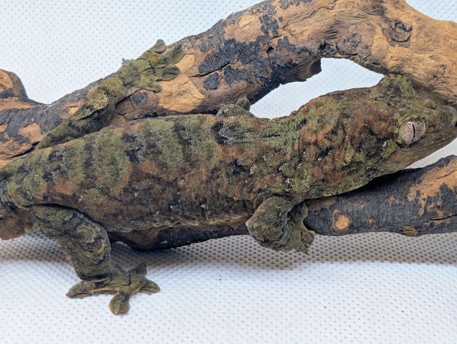 Gekon omszały samiec maindland Black week