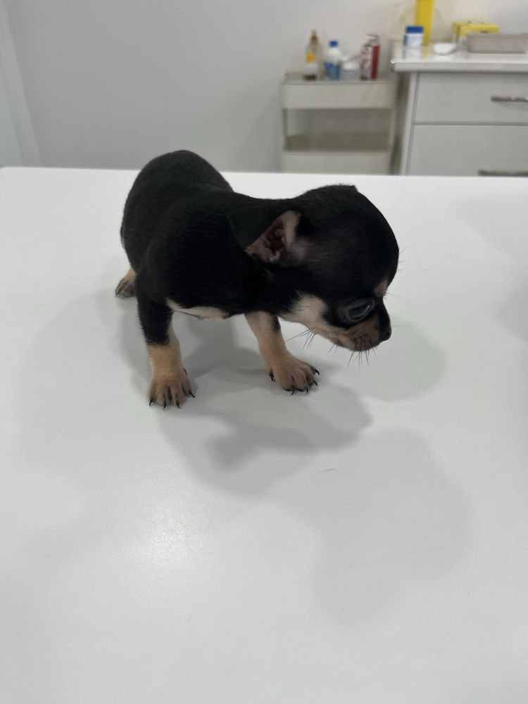 macho da raça Chihuahua,