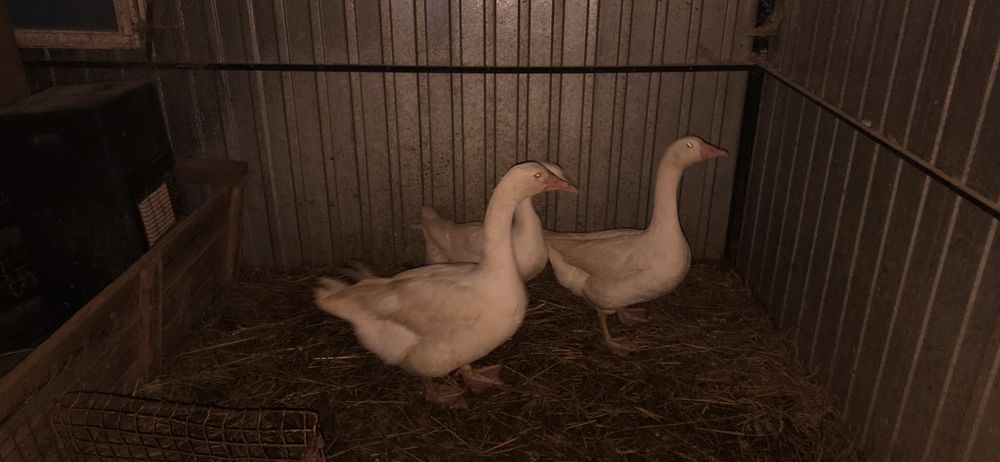 Gęsi tegoroczne waga około 5 kg