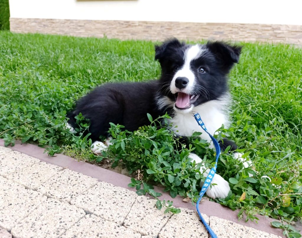Piesek border collie ZKwP samczyk