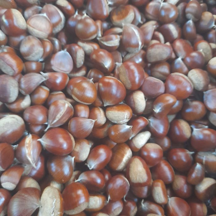 Castanhas, Sementes de girassóis ( girassóis secos) rico alimento para