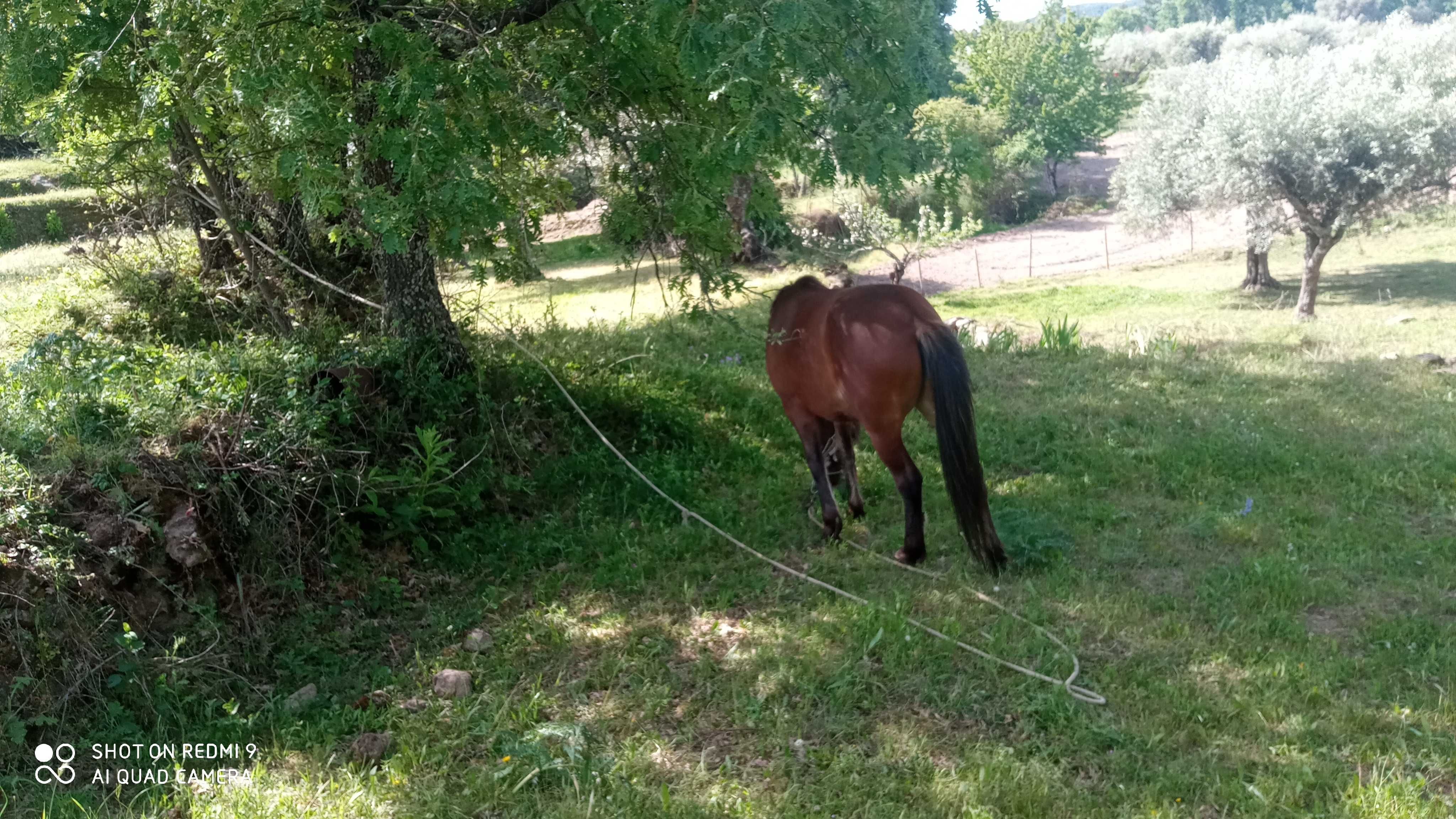 Animal de casa ou de competição