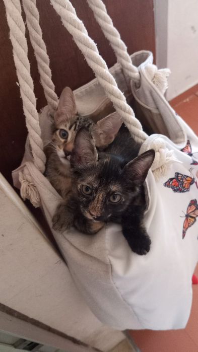 Dou dois gatinhos