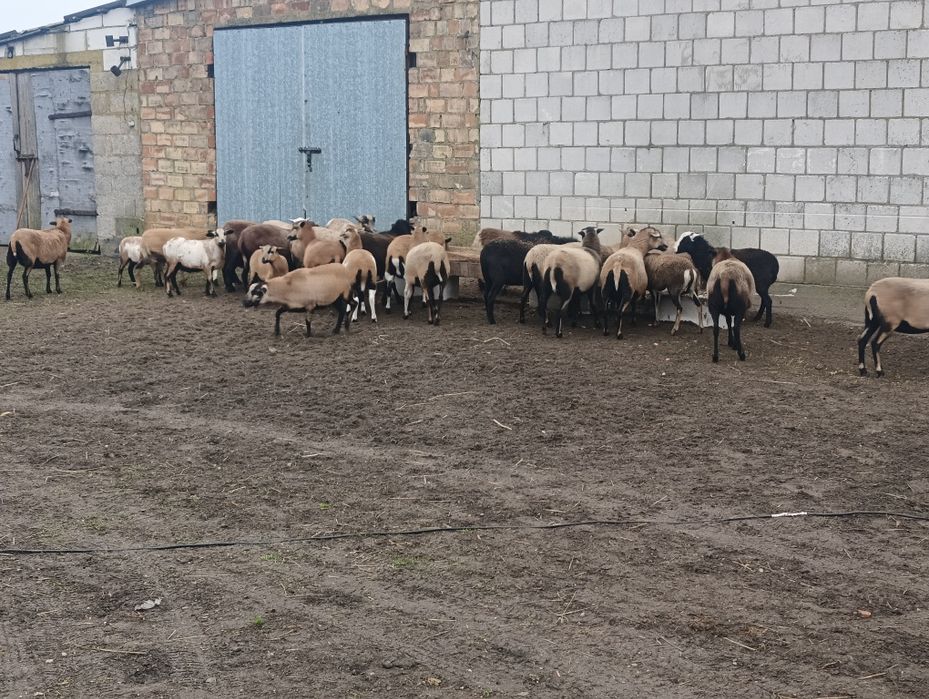 Sprzedam owce kameruńskie.