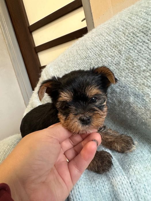 York yorki czarne suczka