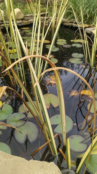 Аир болотный, вариегатный