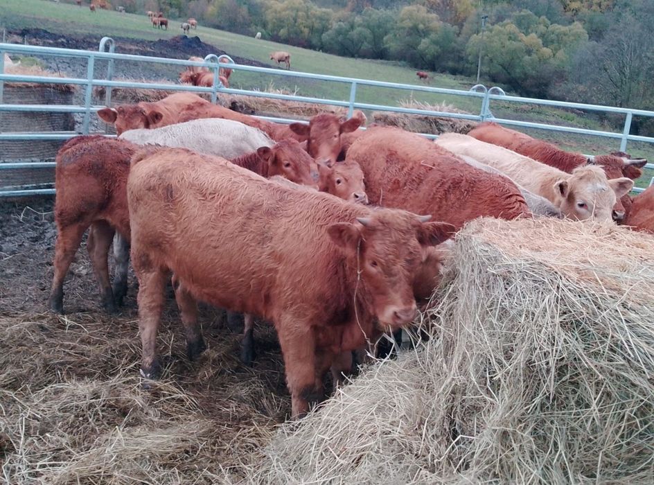 Cieleta odsadki. Byczki I jałówki