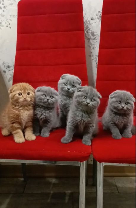 Скоттиш фолд котята