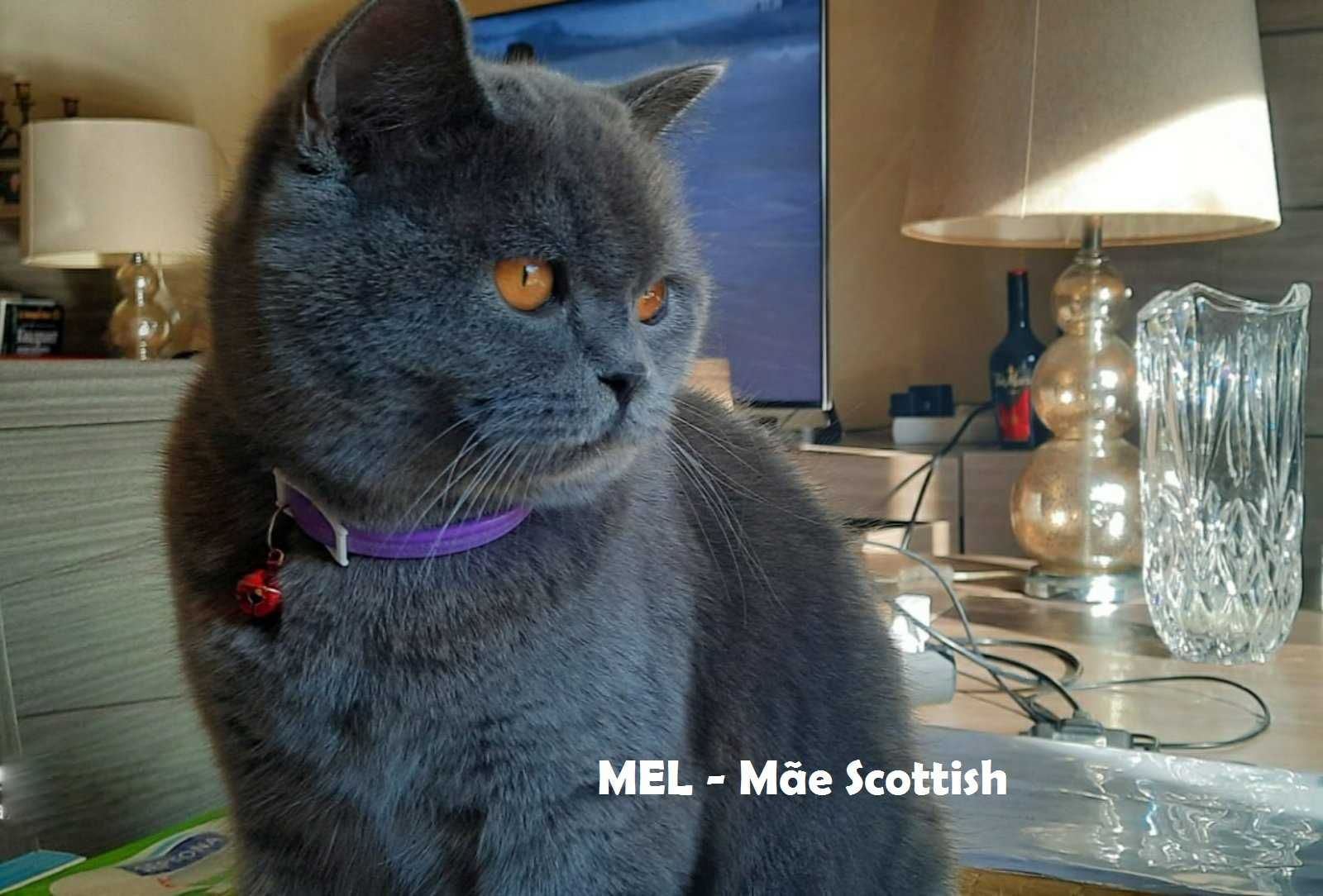 Gatinho Scottish Straight azul Algarve