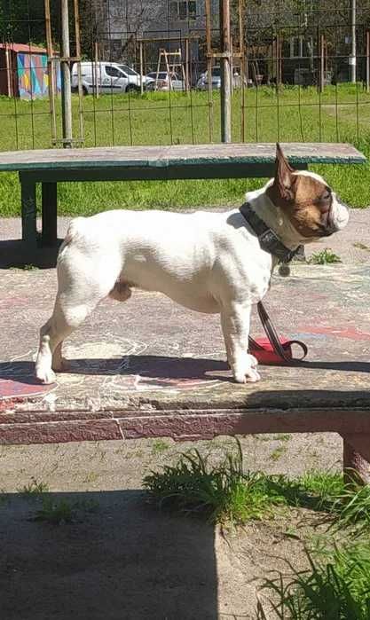 Вязка французский бульдог!Ліпше спочатку пишіть а потом дзвоніть !