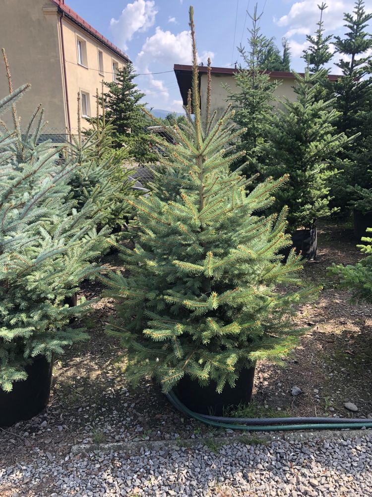 Świerk kłujący srebrny. Choinki. 70-250 cm