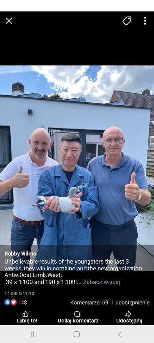 Sprzedam 4 do 5 gołebi z  super pochodzeniem Polecam