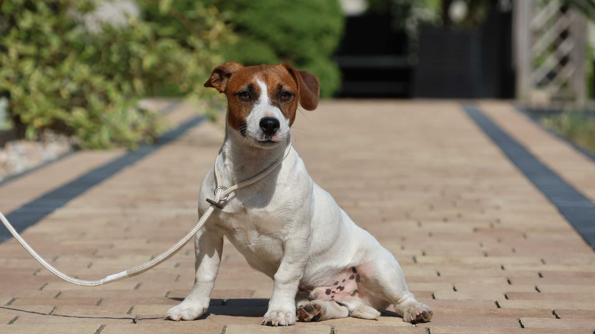 Piesek Jack Russell Terrier ZKwP FCI/badania genet.